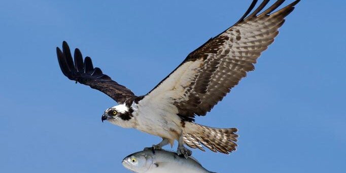 Osprey